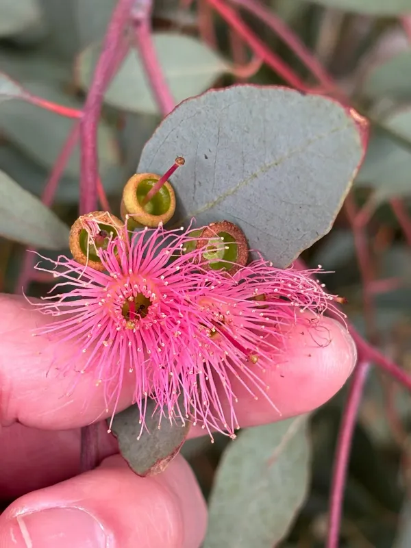 Eucalyptus sideroxylon