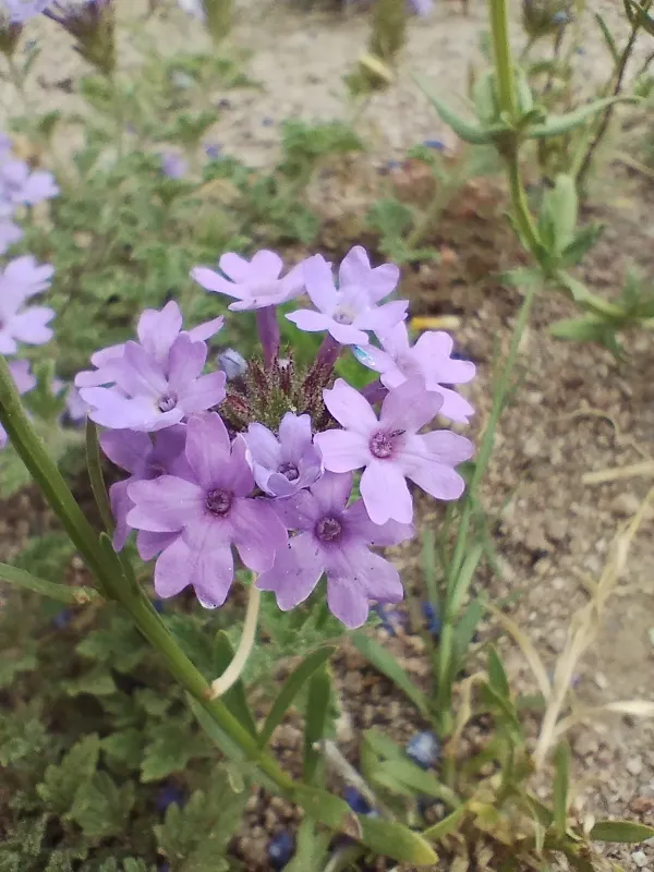 Glandularia venturii