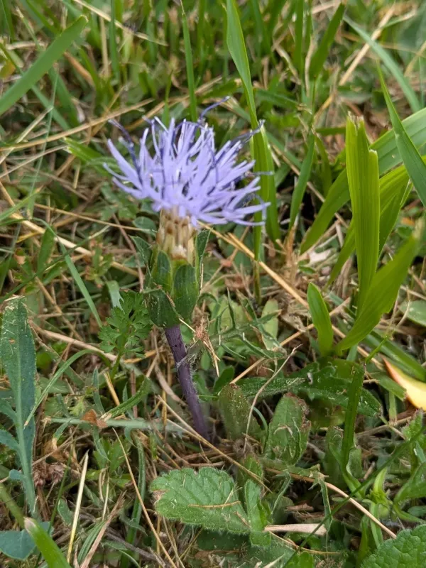 Soft safflower