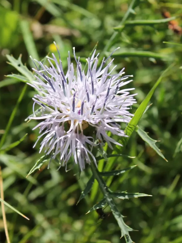 Carthamus carduncellus