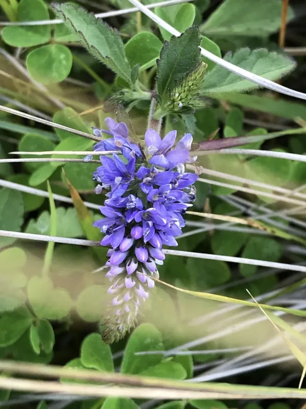 Round-leaved speedwell