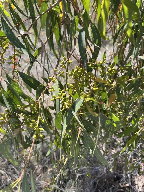 Manna gum