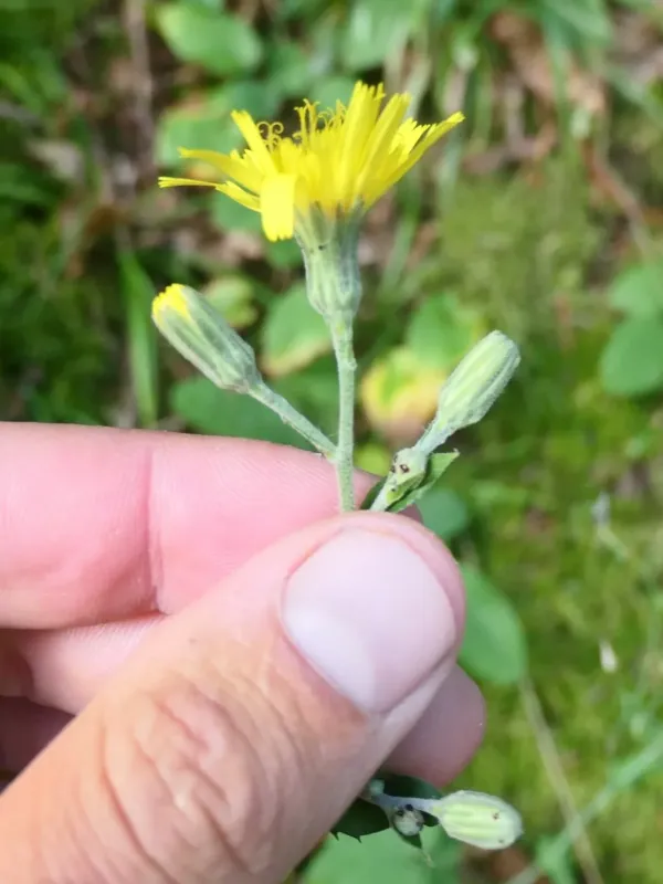 Hieracium racemosum