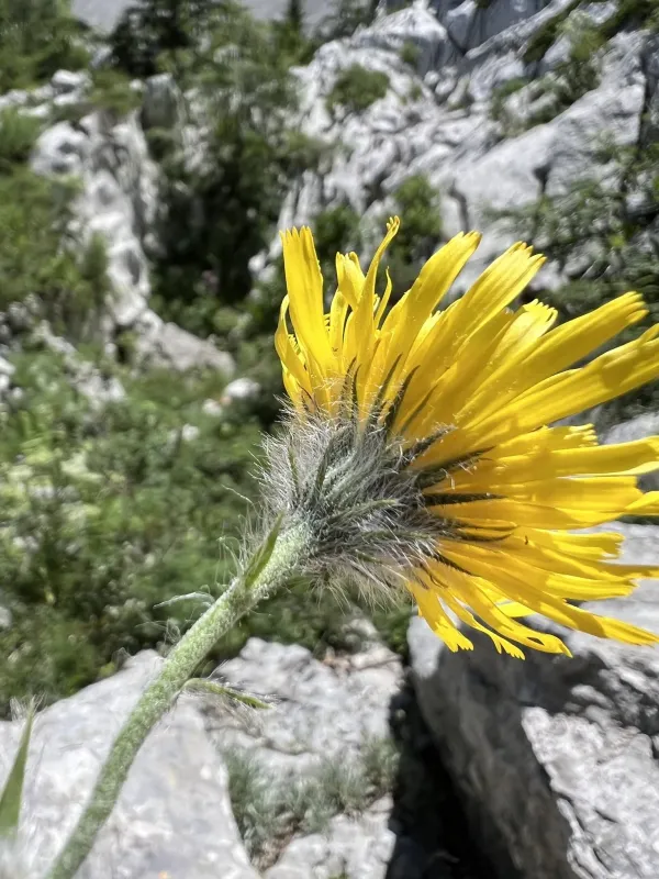 Hieracium scorzonerifolium