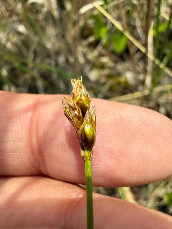 String sedge