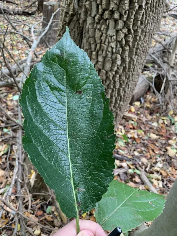 Eucommia