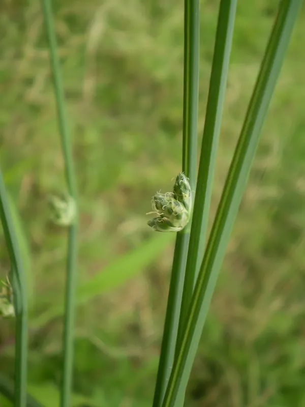 Hotaru bulrush