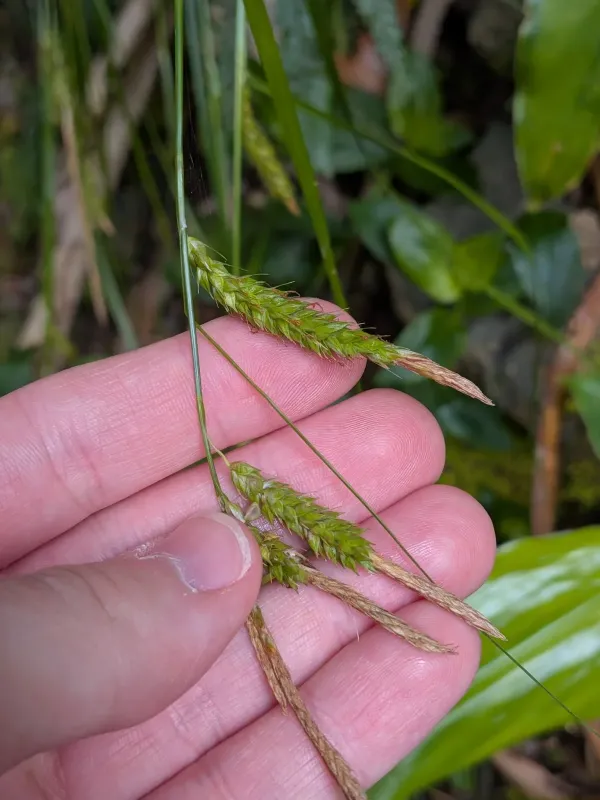 Carex hochstetteriana