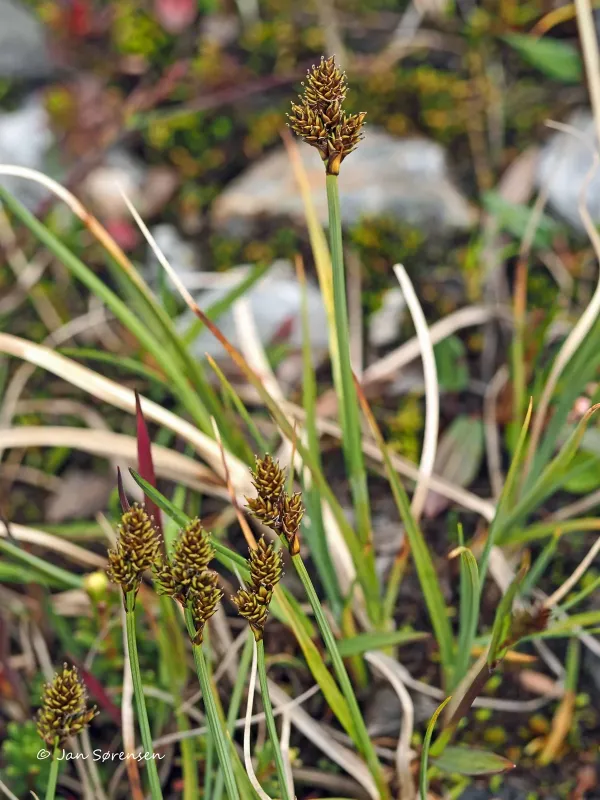Carex norvegica