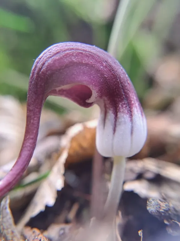 Mouse-tail plant
