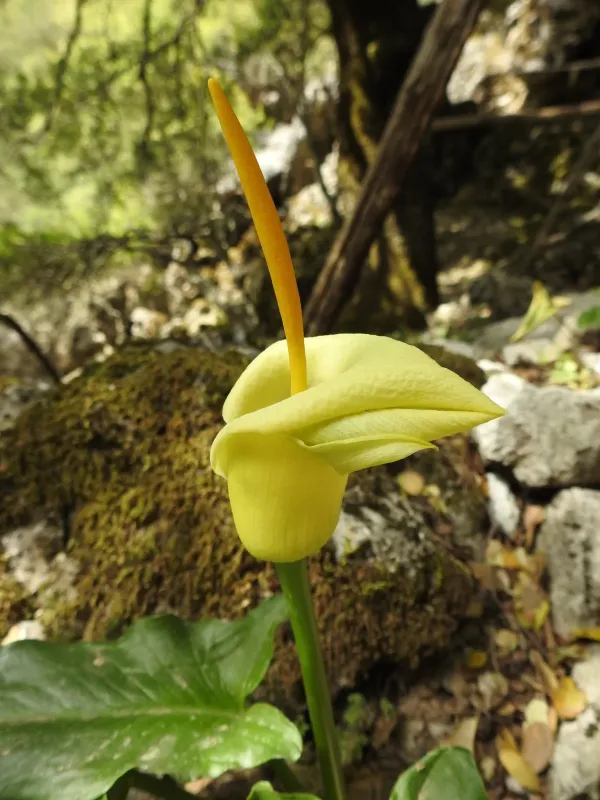 Arum creticum