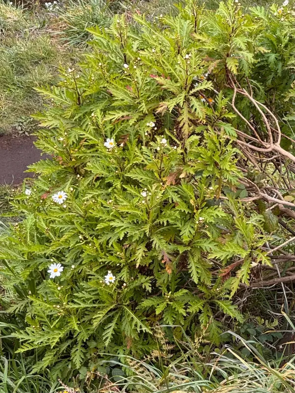 Argyranthemum pinnatifidum