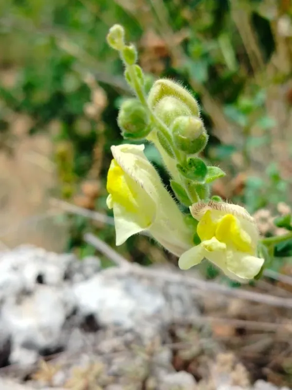 Broad-leaved snapdragon