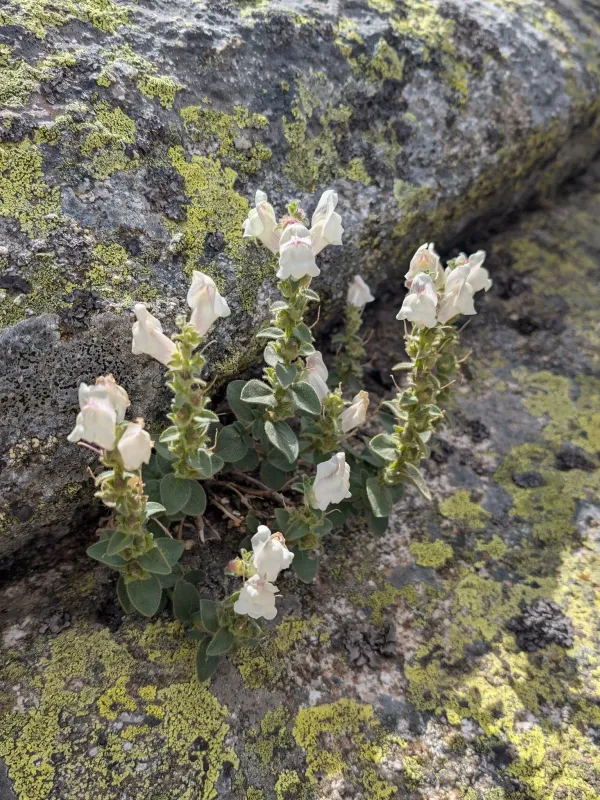 Antirrhinum grosii
