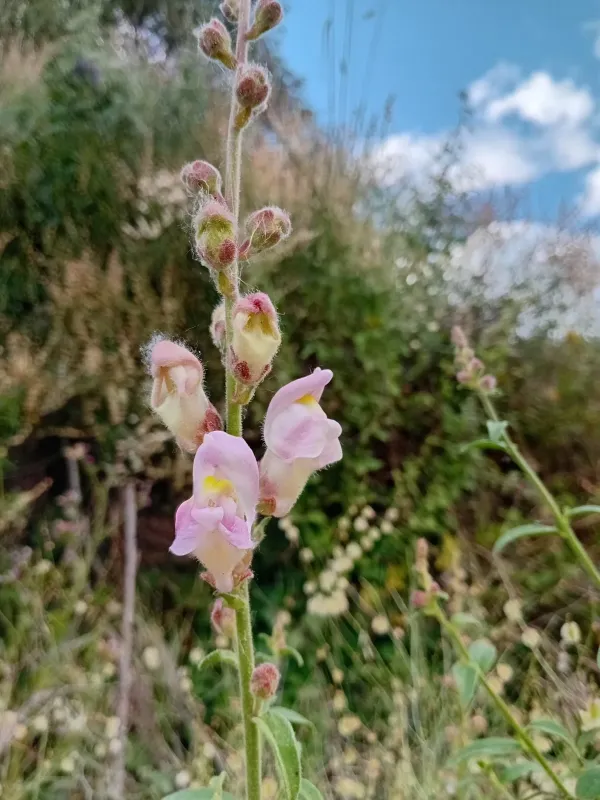 Antirrhinum graniticum