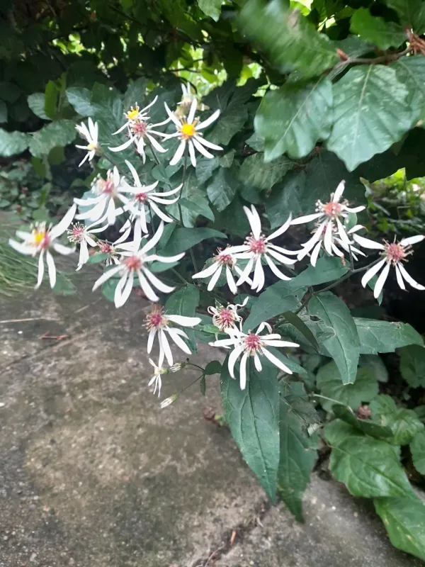 Schreber's aster