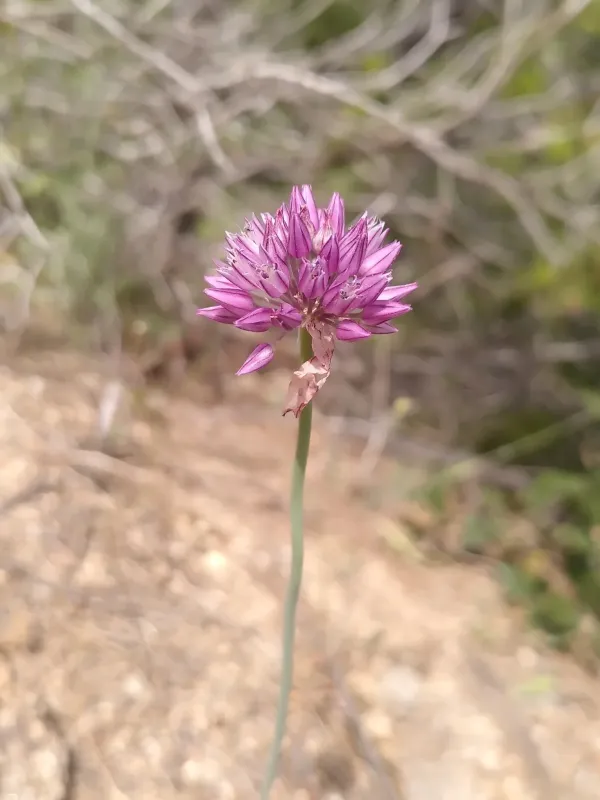 Sharp-flowered garlic