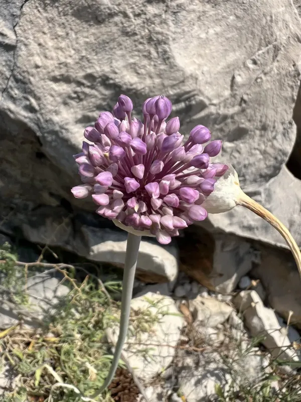 Mediterranean onion