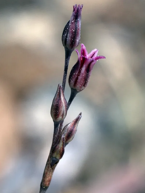 Cupani's onion