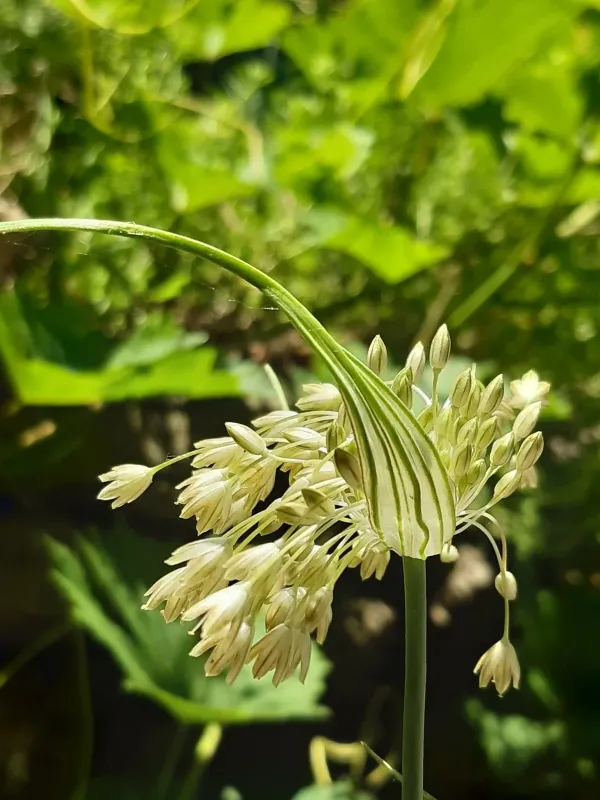 Long-spathed garlic