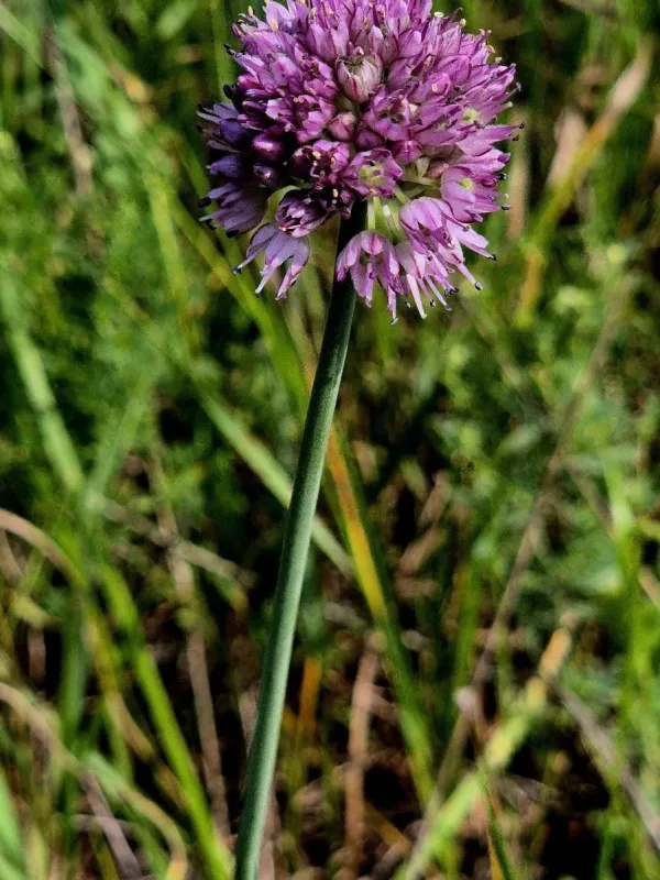 Narrowleaf onion