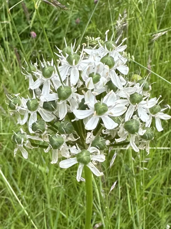 Allium multibulbosum