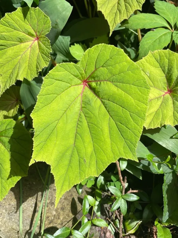 Hardy begonia