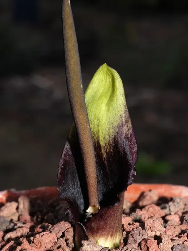 Biarum mendax