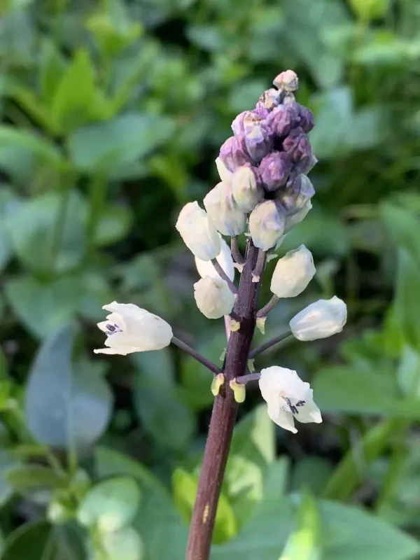 Roman hyacinth