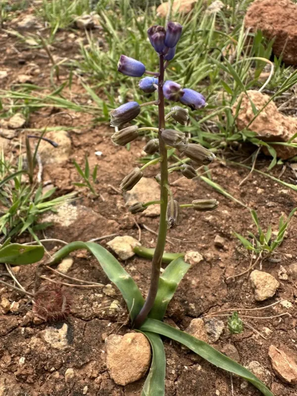 Bellevalia dubia