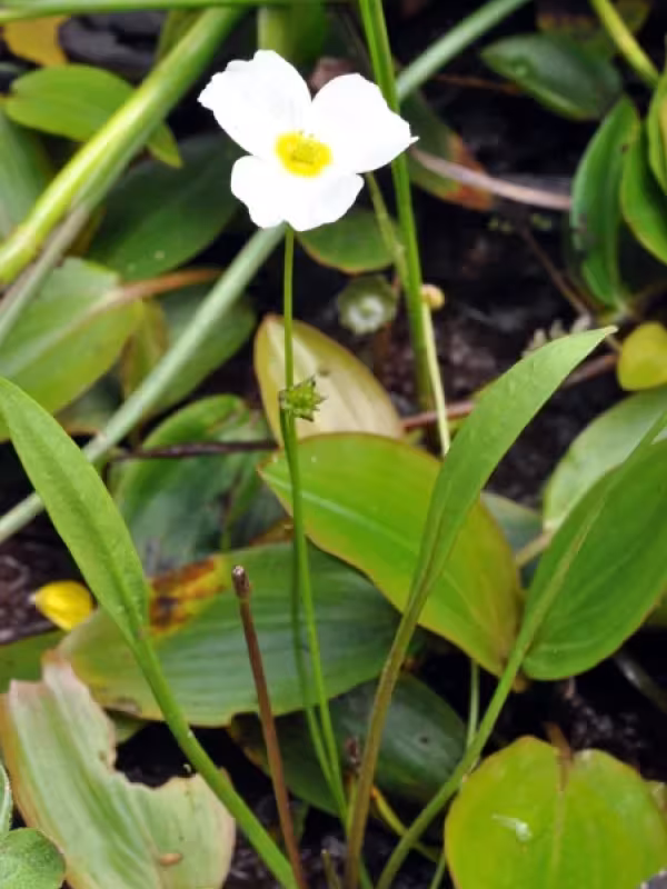 Lesser water-plantain
