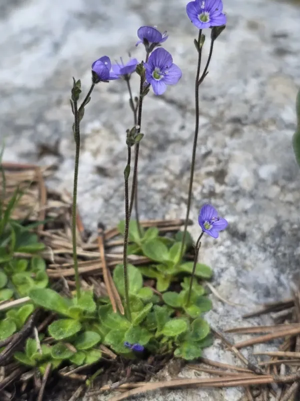 Leafless speedwell