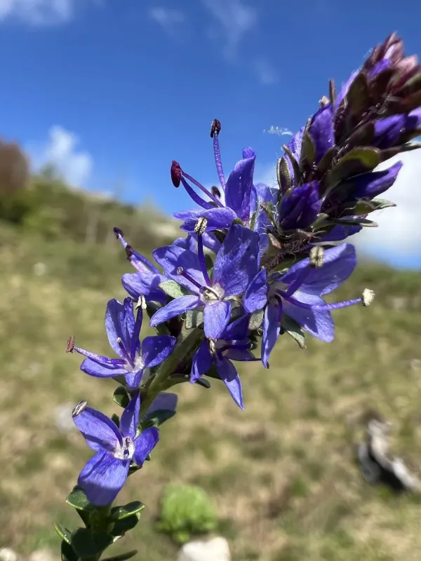 Satureja-leaved speedwell