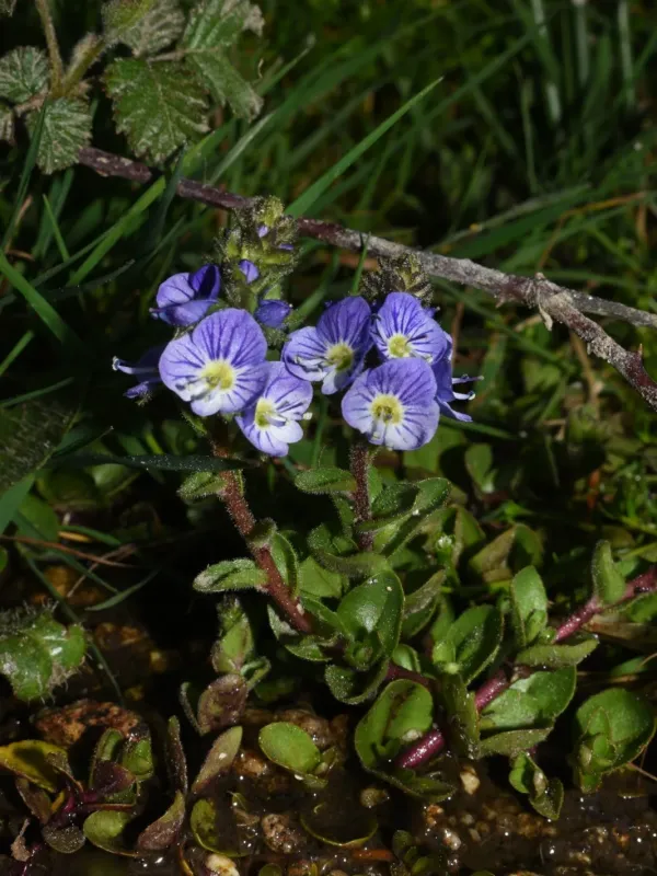 Veronica nevadensis
