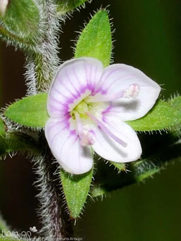 Veronica micrantha