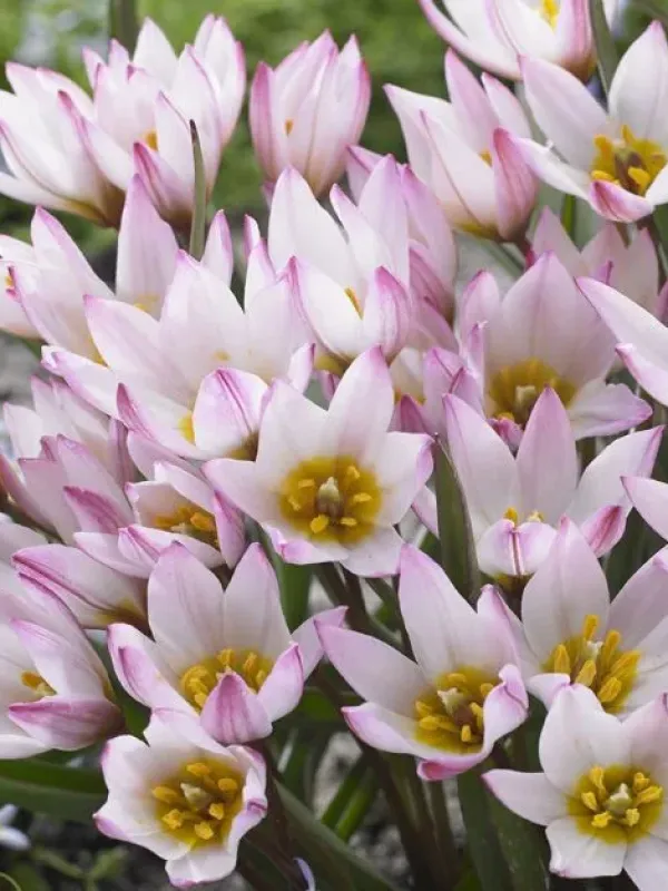 Cretan tulip