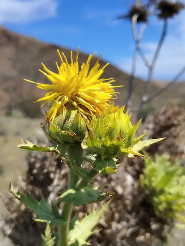 Arborescent safflower