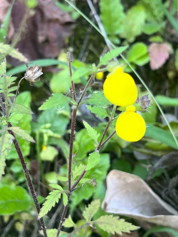 Calceolaria tripartita