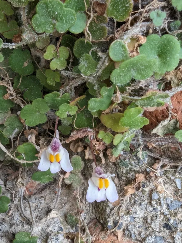 Cymbalaria microcalyx