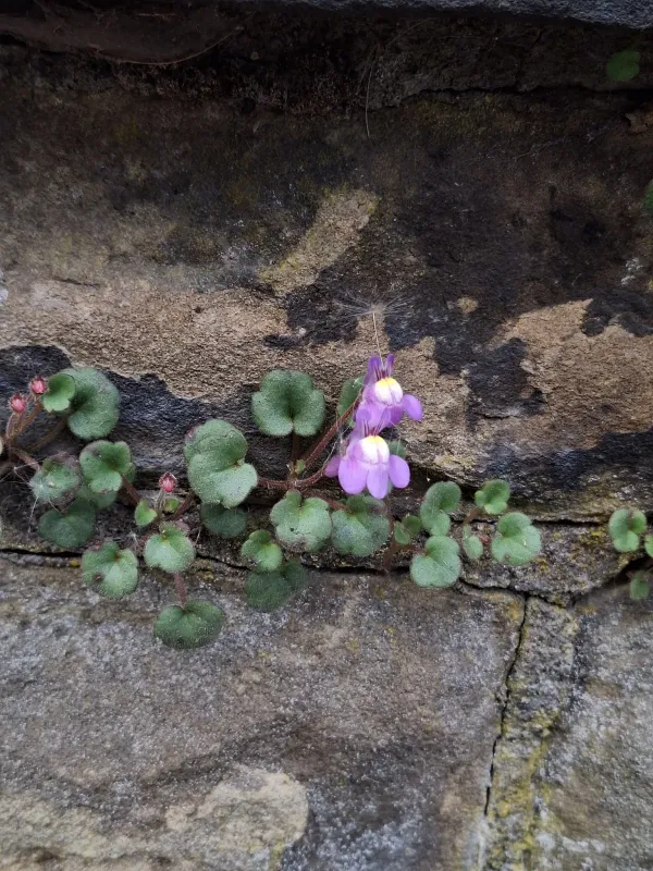 Cymbalaria pallida