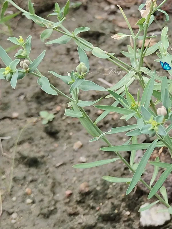 Draco-plant spurge