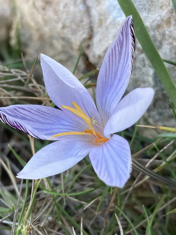 Cambessedes' Crocus