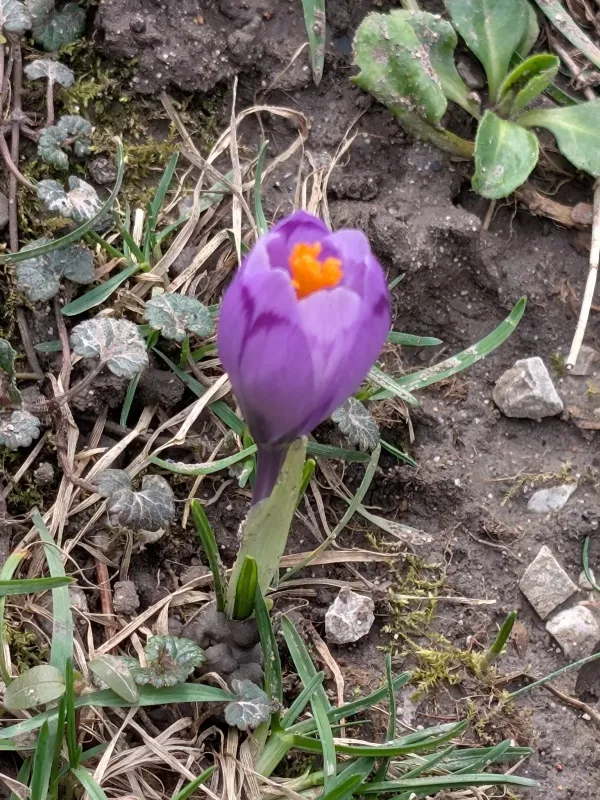 Heuffel's Crocus