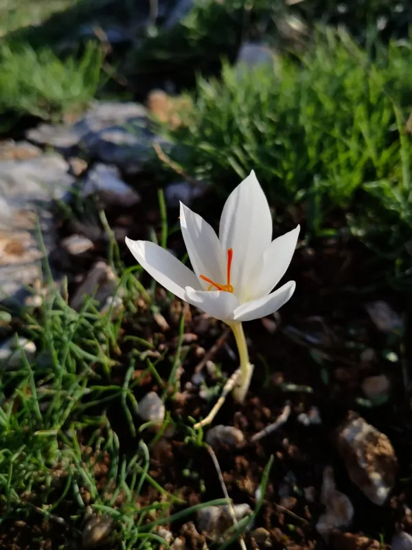 Crocus hadriaticus
