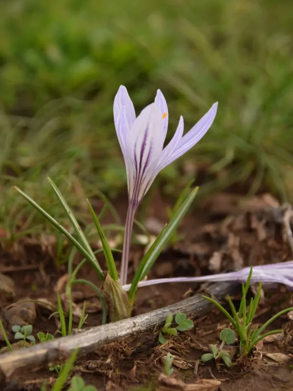 Crocus cancellatus
