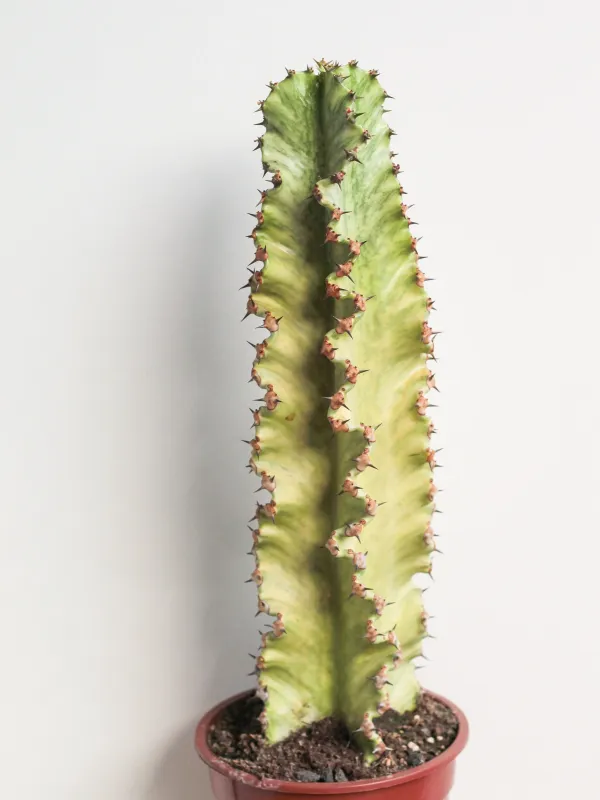 Euphorbia erythraeae