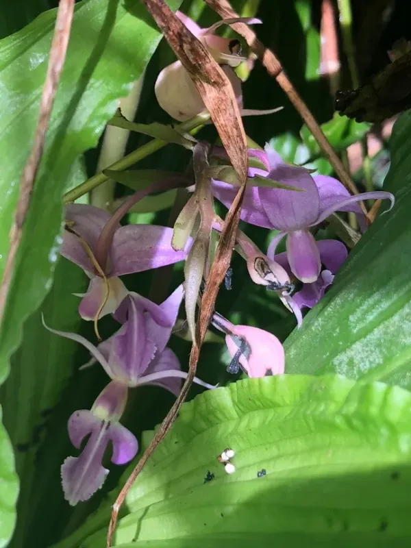 Calanthe puberula