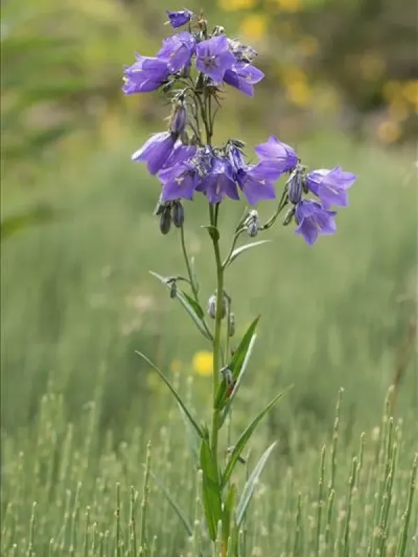 Campanula ficarioides