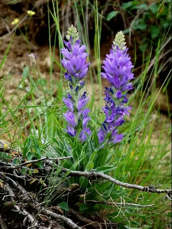 Campanula stenocodon