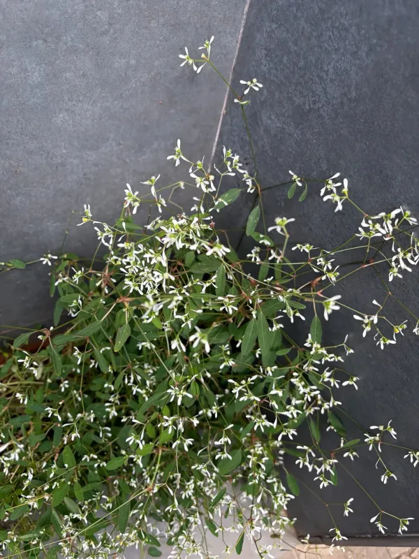Euphorbia graminea